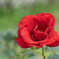 赤いバラ
