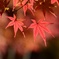 色が綺麗な紅葉