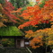 京都で紅葉探し３法然院