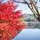 紅葉と湖