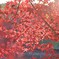 夕暮れの紅葉