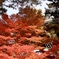 紅　葉