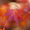 紅葉の印象 3