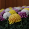 菊花壇展_新宿御苑