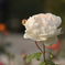 白薔薇の薄化粧