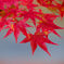DSCF0133深紅のモミジ