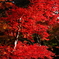 萌える紅葉