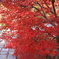 紅葉　赤
