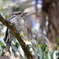 Laughing Kookaburra②
