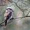 Laughing Kookaburra③