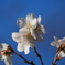青空に冬桜