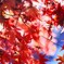 赤紅葉