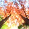 智光山公園～紅葉メタセコイア(多重露光)