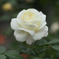 白薔薇
