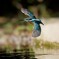 カワセミ