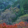 深山の彩り