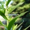 ”蜻蛉”その⑦