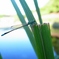 ”蜻蛉”その⑧