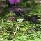 ”蜻蛉”その⑨