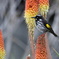 New Holland Honeyeater①