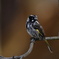 New Holland Honeyeater②