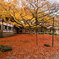 敷き紅葉