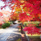 京都紅葉狩り ⑩