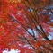 紅葉日和(2)
