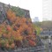 石垣の紅葉