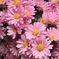 「Pink chrysanthemums」 (digital)