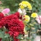 「Red chrysanthemums」 (digital)