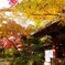 晩秋の本土寺