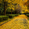 黄金の小径