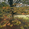 写真エッセイ：黄紅葉３題の３：欅