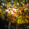 逆光の紅葉