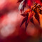 紅葉の影