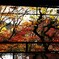 京都　瑠璃光院　紅葉