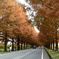 メタセコイア並木道　紅葉