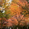 三千院　紅葉