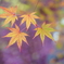 法多山の紅葉　1