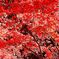 イロハモミジの紅葉