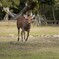 奈良公園のなっちゃん　①