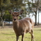 奈良公園のなっちゃん　②
