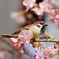 河津桜とスズメ