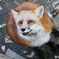 キタキツネ