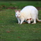 White Wallaby①