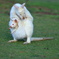 White Wallaby②