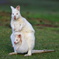 White Wallaby③