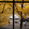 窓辺の紅葉