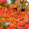 紅葉　８